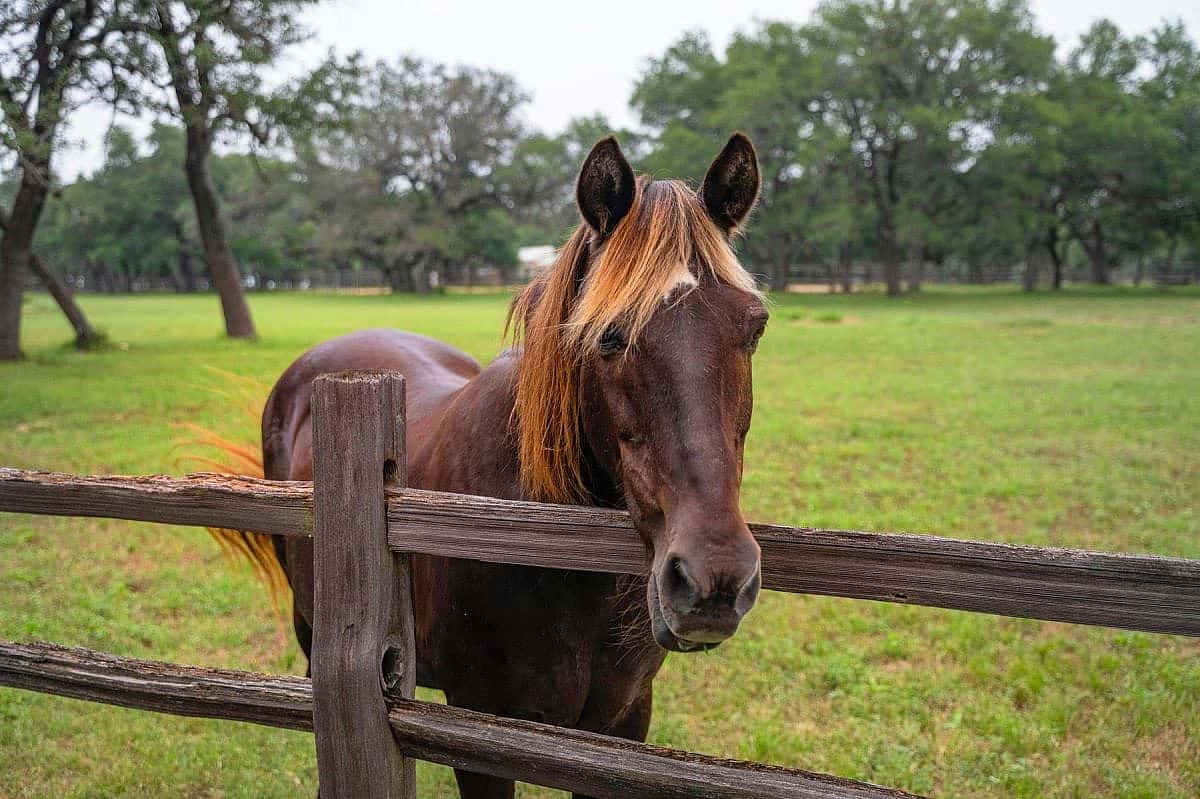 Nothing captures the spirit of horse lovers quite like time spent in the saddle, though the experience of owning an equestrian estate comes remarkably close. (Moreland Properties)