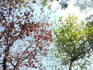 looking up at trees changing colors from red to green