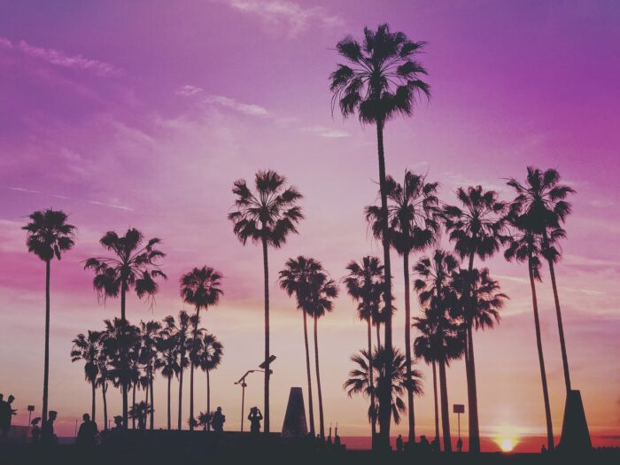 palm trees in los angeles at sunset