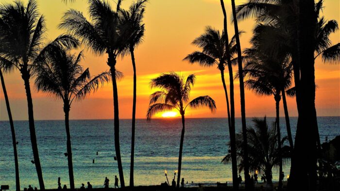 sun setting behind palm trees in maui, hawaii