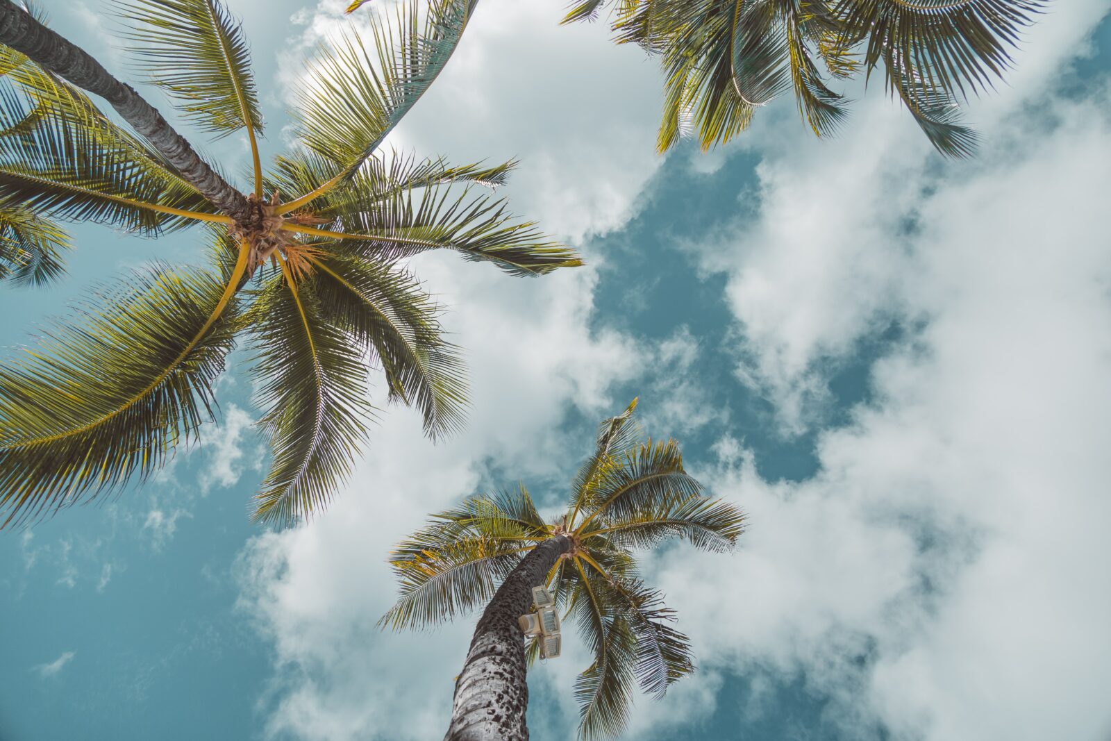 looking up at palm trees and the sky