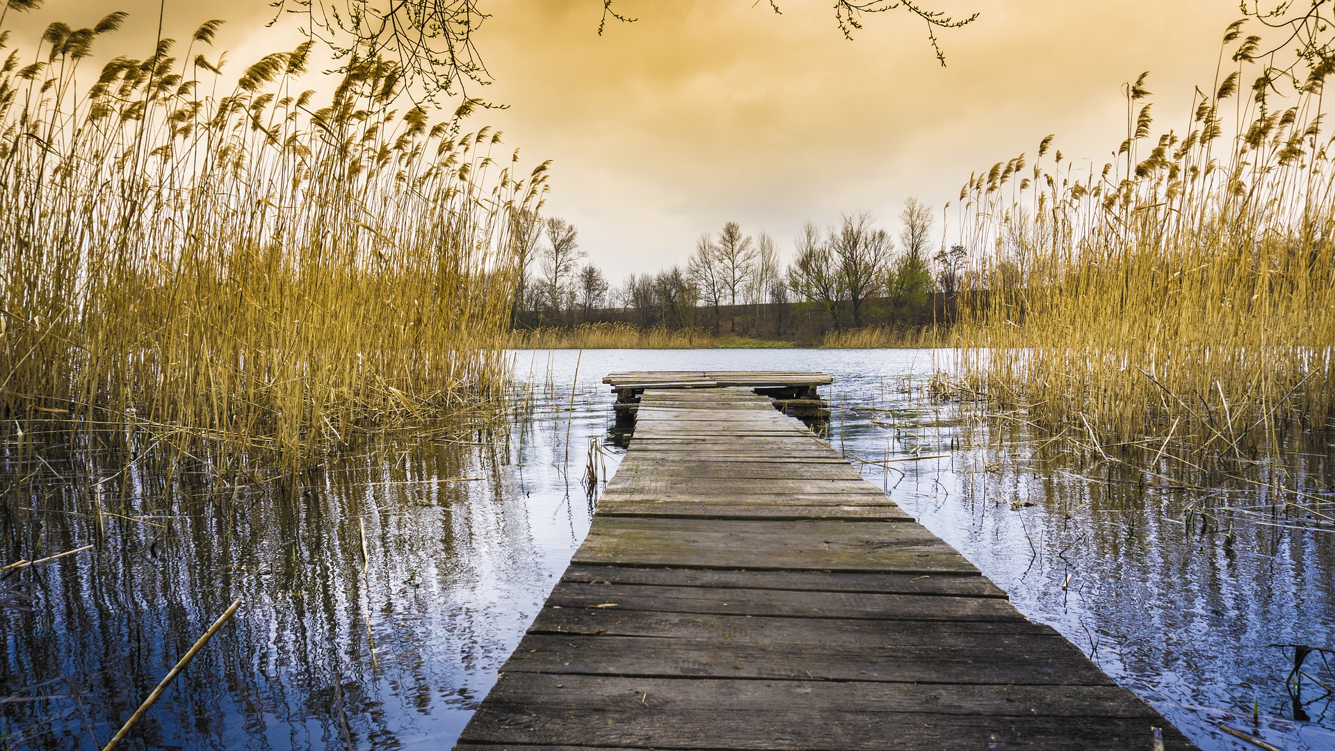 dock leading onto a pond surrounded by tall grass in ukraine