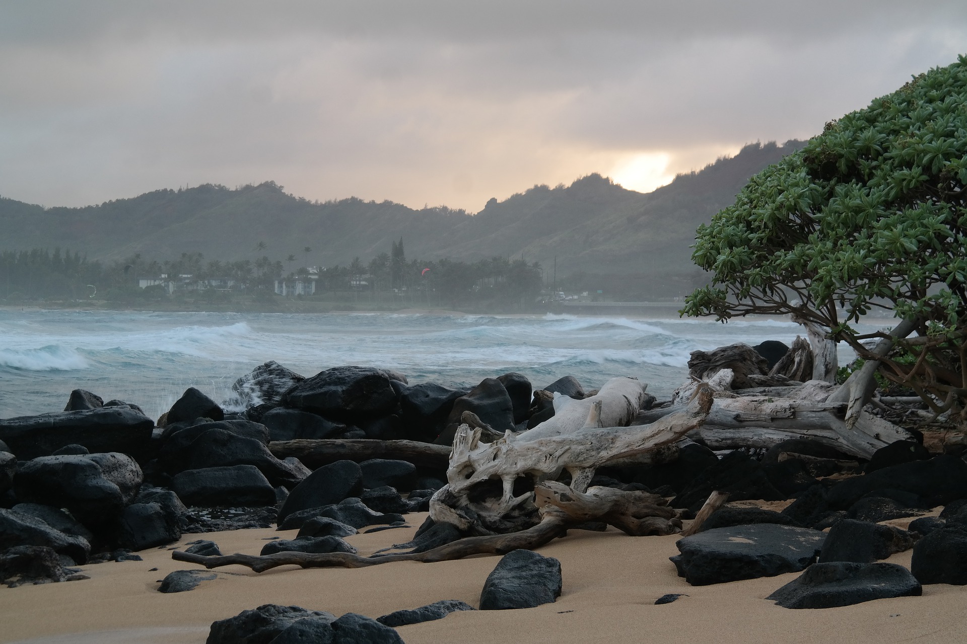 hawaii beachfront with driftwood with cityscape in the background
