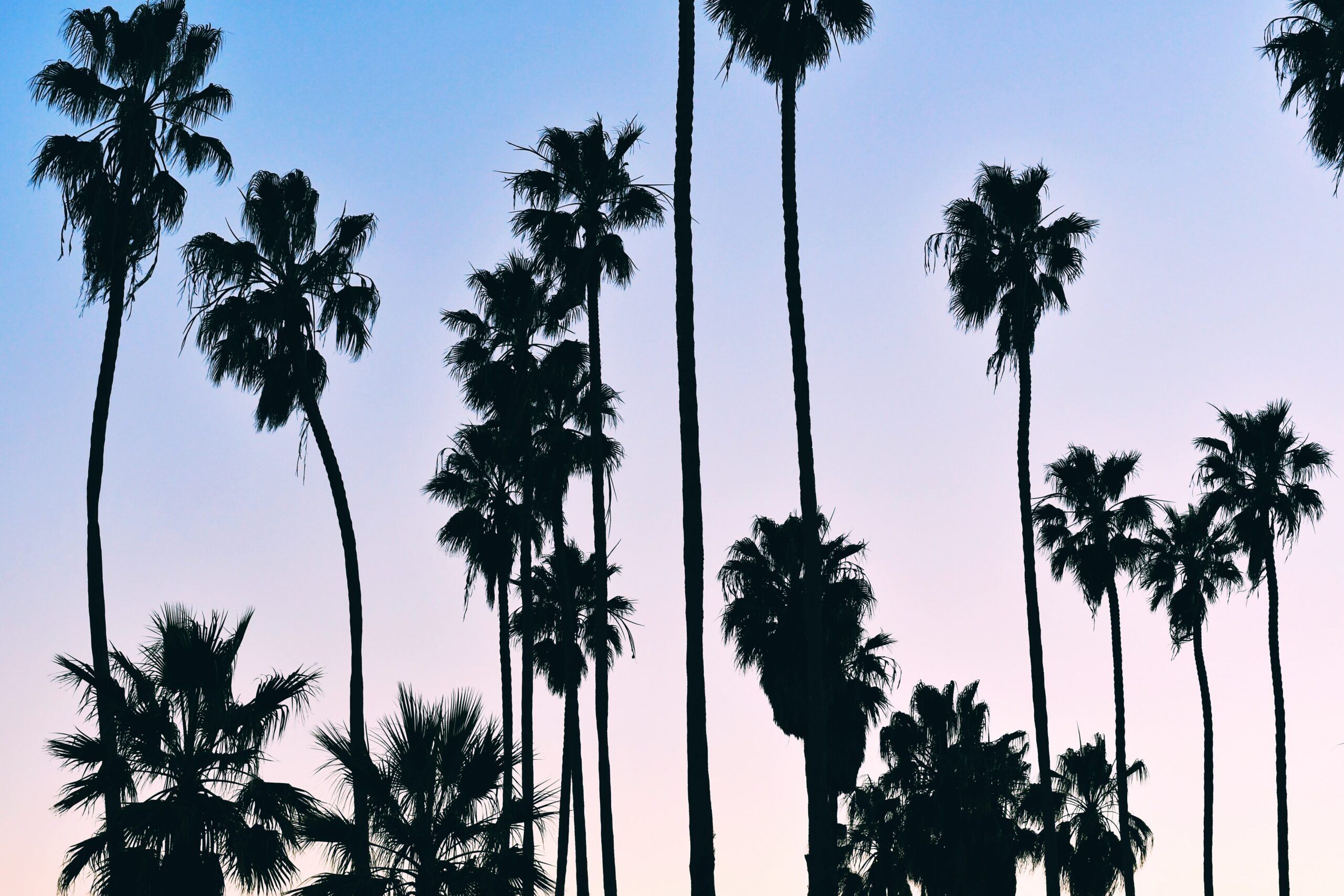 palm trees in a purple sky
