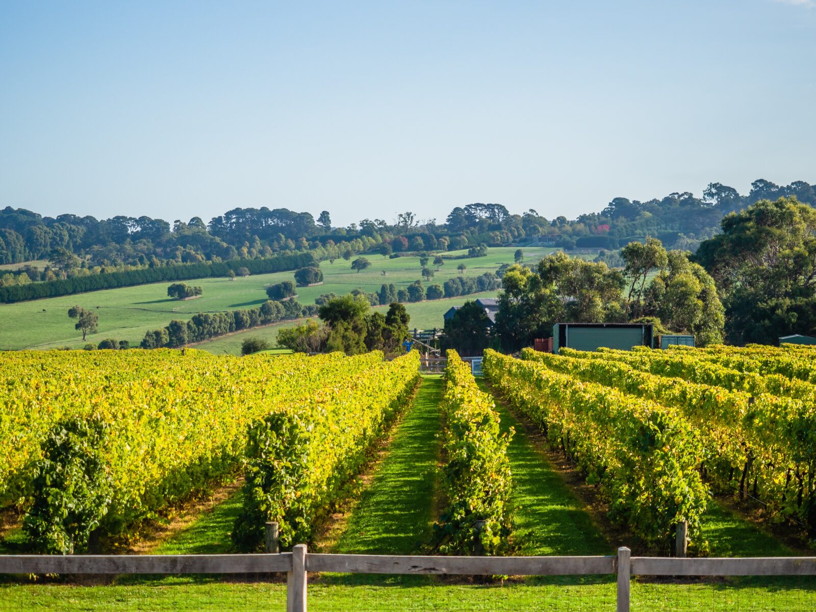 Vineyards and hillside in Mornington Australia.