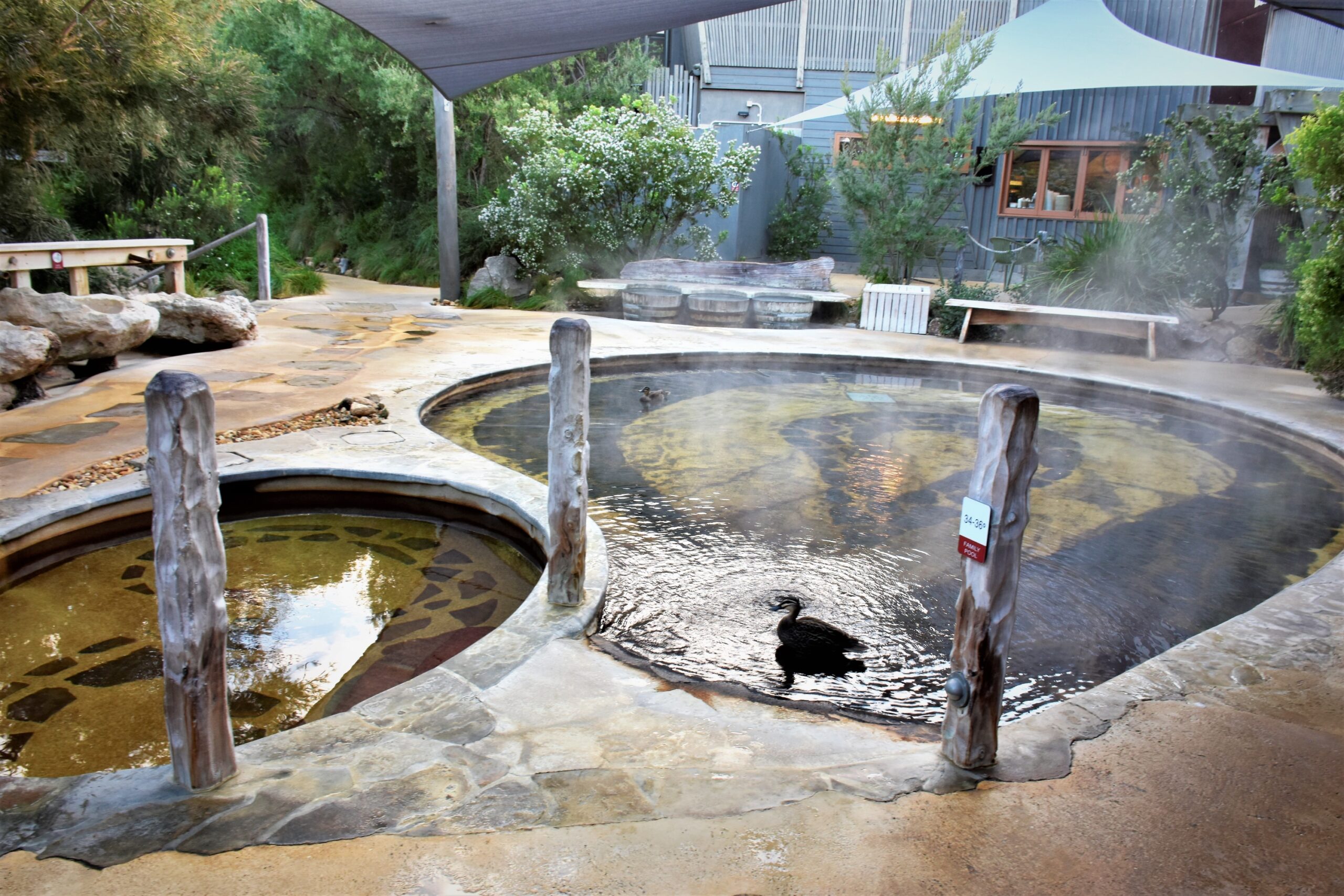 Some circular pools with hot springs. A duck is sitting in one of them.