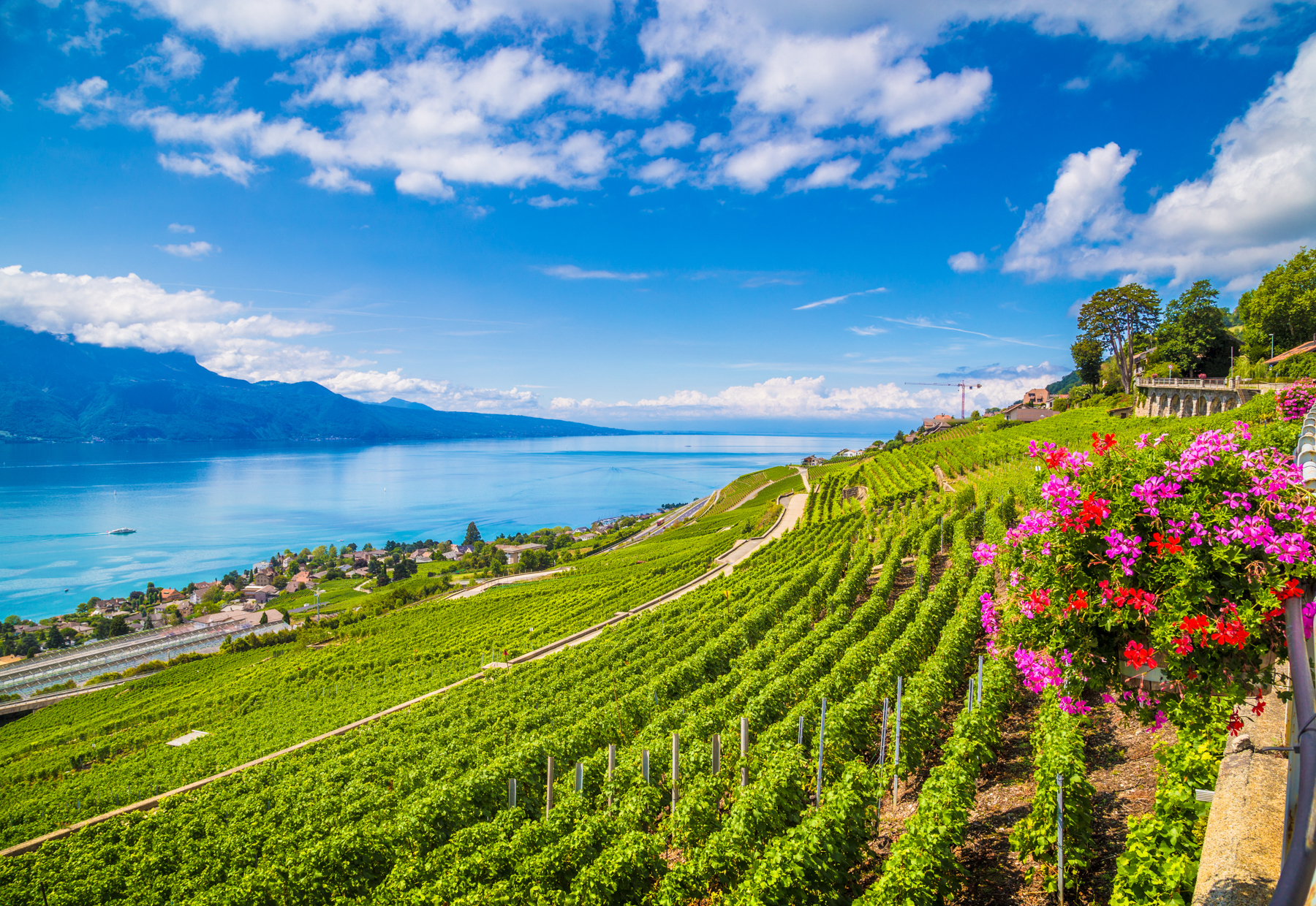 terraced vineyards of UNESCO World Heritage Site Lavaux, Swiss Riviera