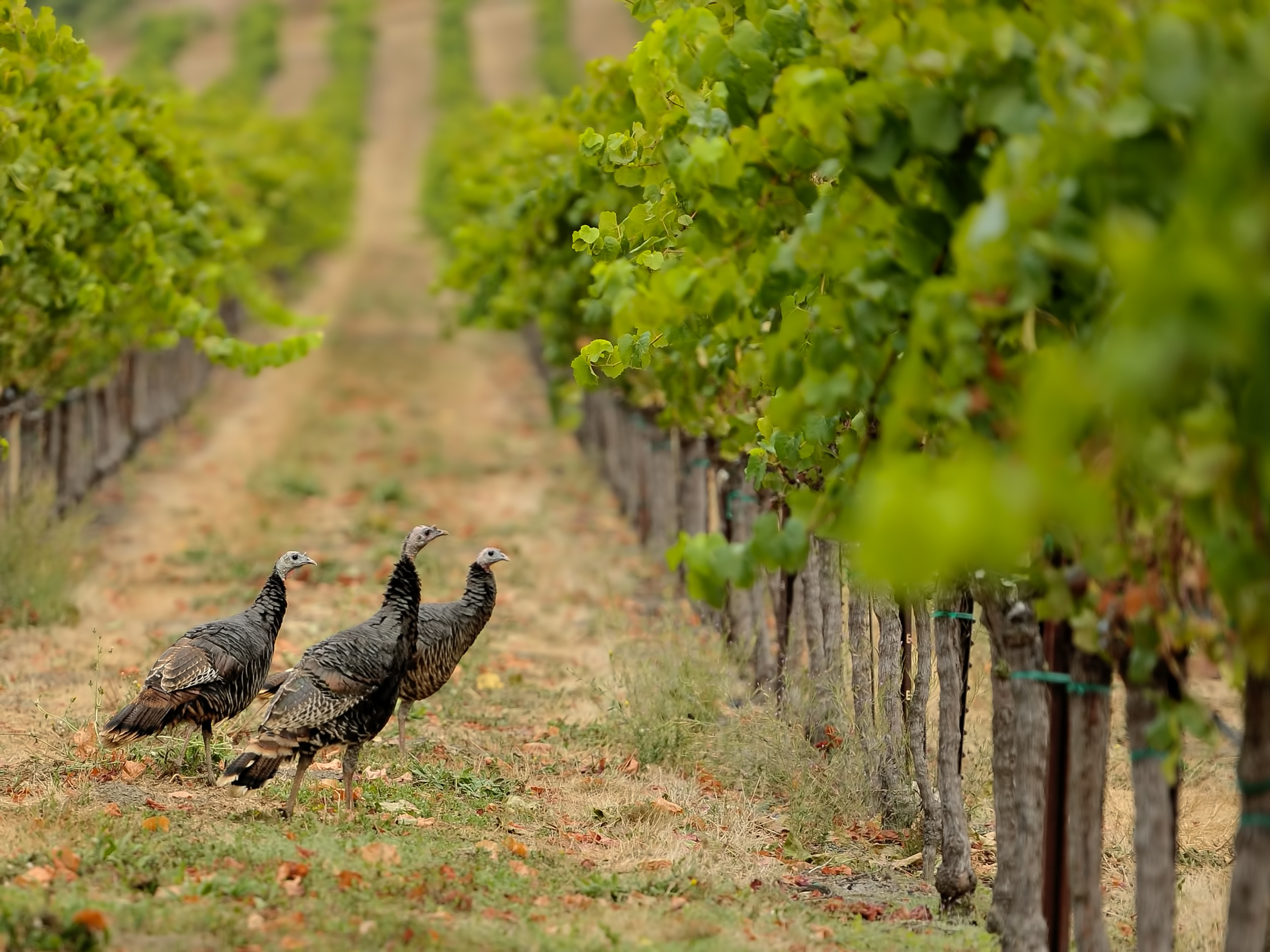 Turkeys roaming through vineyards in Loomis, California. 