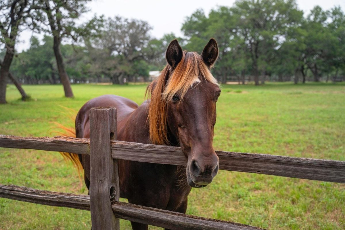 Nothing captures the spirit of horse lovers quite like time spent in the saddle, though the experience of owning an equestrian estate comes remarkably close. (Moreland Properties)